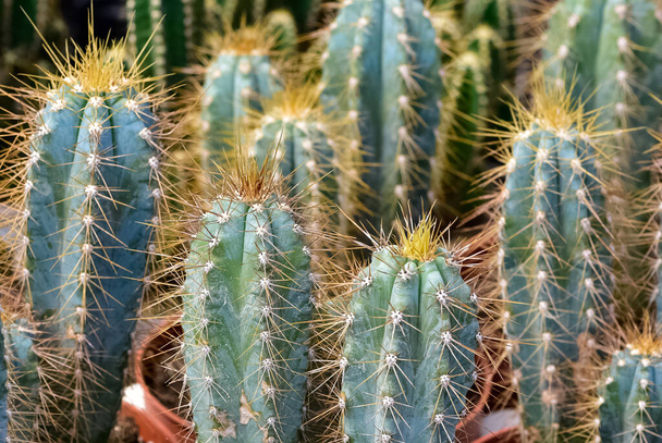plantes ornementales épineuses et une variété de photos de cactus - Photo, image
