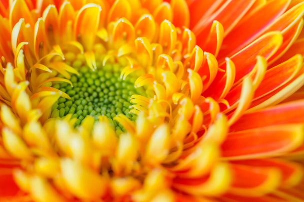 Orangefarbene Gerbera Blüten schließen abstrakten Hintergrund - Foto, Bild