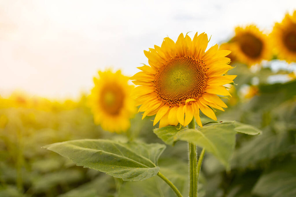 Veld van zonnebloemen.Bloemen zonnebloem tegen de hemel. Teelt van zonnebloemen. Zonnebloem zwaaiend in de wind. De zon schijnt helder. Zonnige dag. Oogsttijd - Foto, afbeelding