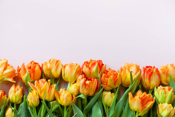 Bright orange yellow terry tulips on a pastel pink background. Flat lay floral frame of tulips. Top view, copy space. Spring holidays, mothers day, womens day concept. Selective focus. - Photo, Image