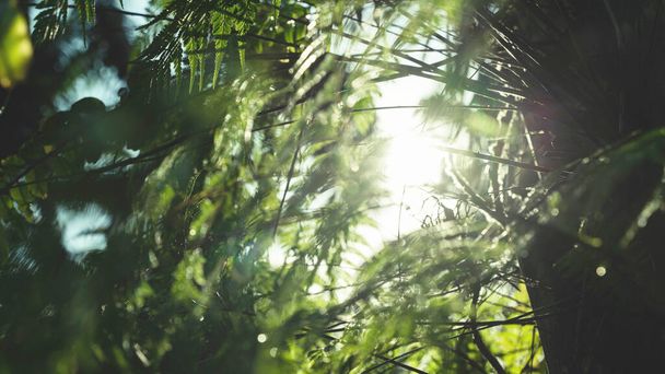 Зеленые листья узор фон, естественный фон и обои. на Пхукете. - Фото, изображение