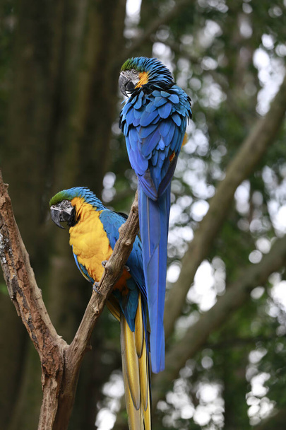Closeup of blue and yellow macaw, Ara ararauna, over dark forest background. Brazil - 写真・画像