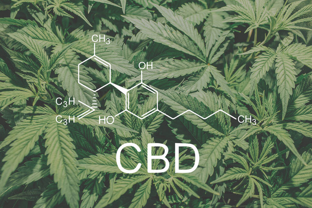CBD Marijuana plant. Cannabis oil Herbal Treatment, Alternative Medicine hemp oil - Фото, изображение