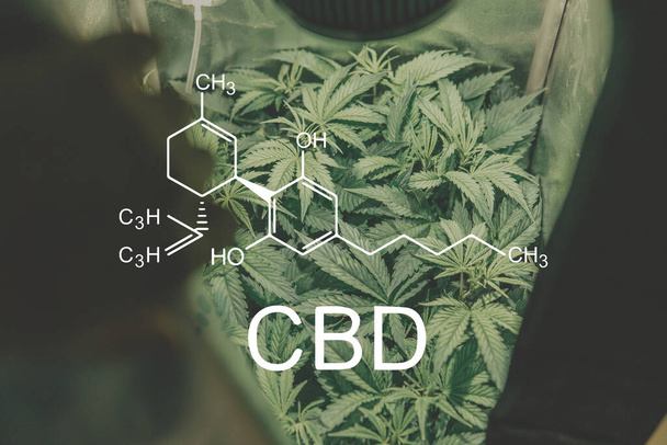 CBD chemical formula. Cannabis plants with the Cannabidiol molecule. - Foto, Imagem