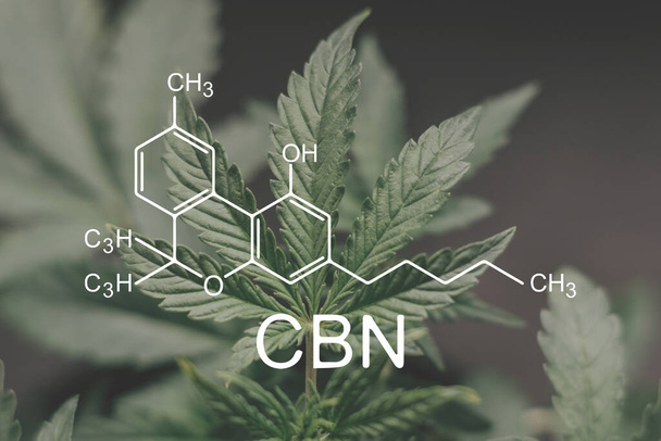CBN Cannabisolie Marihuana plant Kruidenbehandeling,. Alternatieve medicinale hennepolie cannabinol - Foto, afbeelding