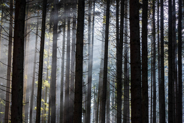 Rays in the Forest. Sun rays passing through the pine forest. - 写真・画像