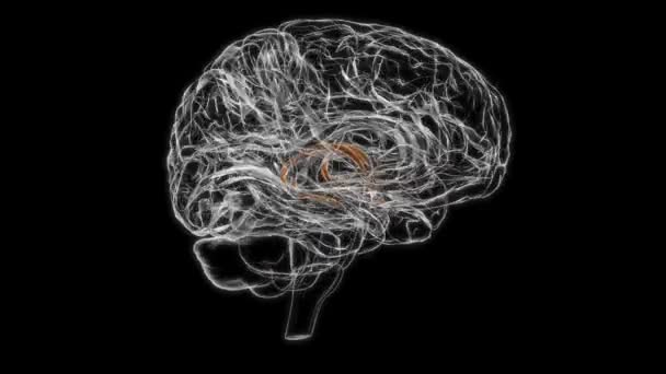 Brain stria terminalis Anatomy For Medical Concept 3D Animation - Filmagem, Vídeo