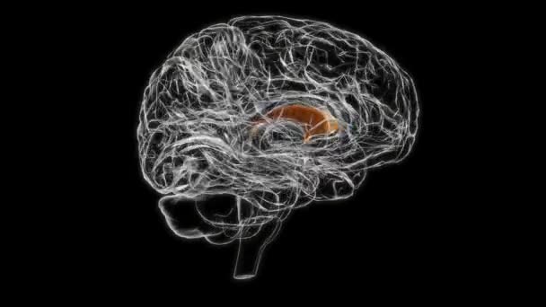 Brain Septum of telencephalon Anatomy For Medical Concept 3D Animation - Кадры, видео