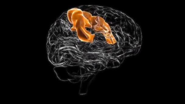 Brain precentral gyrus Anatomy For Medical Concept 3D Animation - Filmagem, Vídeo
