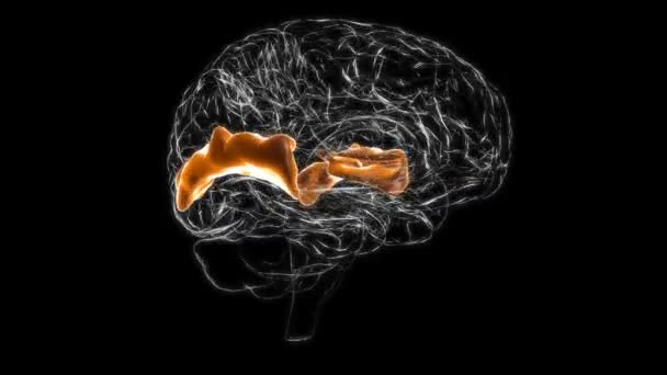 Brain Posterior part of right superior temporal gyrus Anatomy For Medical Concept 3D Animation - Filmagem, Vídeo