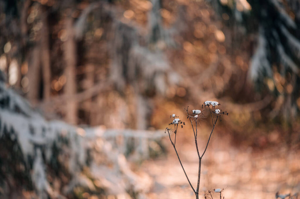 Kışın gün batımında kuru çimen çiçeği. Kış manzarası. - Fotoğraf, Görsel