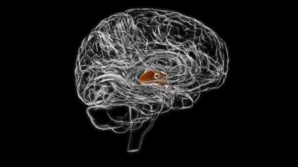 Brain Third ventricle Anatomy For Medical Concept 3D Animation - Filmagem, Vídeo