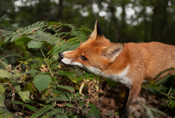 Primer plano de un cachorro de zorro rojo (Vulpes vulpes) comiendo moras en el bosque, Reino Unido. - Foto, Imagen