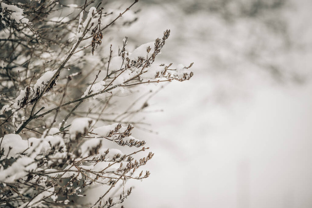 Soğuk bir kış gününde, çıplak bir ağaç dalında beyaz kar, yakın. Doğal arka plan. Doğa arkaplanı. - Fotoğraf, Görsel