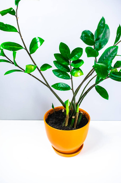 Mooie zamioculcas home plant met verschillende jonge scheuten in een oranje bloempot. Concept van het kweken van kamerplanten. Hoe maak je zamiokulkas groeien en ontdooien. - Foto, afbeelding
