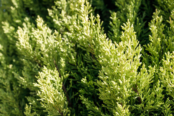groene takken van een plant thuja western, een achtergrond van groene takken. - Foto, afbeelding