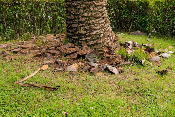 puhdistus runko palmun ylimääräisiä versoja, kuoritut osat makaavat lähellä maahan - Valokuva, kuva