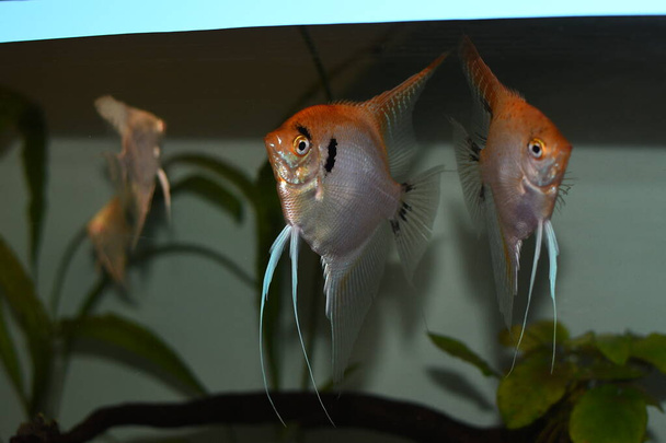 White Angelfish (pterophyllum scalare) in aquarium - Фото, зображення