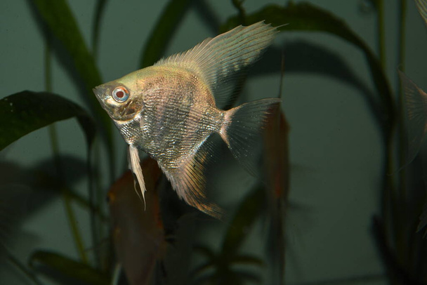 White Angelfish (pterophyllum scalare) in aquarium - Photo, Image