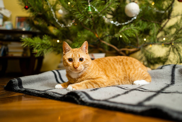 Niedliche Ingwerkatze, die sich am Abend des Neujahrstages unter dem Weihnachtsbaum vergnügt. Urlaub und Haustier-Konzept. Die kurzhaarige rote Katze liegt auf einer Decke unter dem Weihnachtsbaum. Haustier im Winterurlaub zu Hause auf Plaid. - Foto, Bild