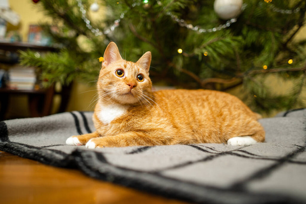 Χαριτωμένο τζίντζερ γάτα διασκεδάζει κάτω από το χριστουγεννιάτικο δέντρο το βράδυ την παραμονή της Πρωτοχρονιάς. Διακοπές και το κατοικίδιο ζώο έννοια. Κοντός κόκκινος γάτος ξαπλώνει σε κουβέρτα κάτω από το χριστουγεννιάτικο δέντρο. Κατοικίδια ζώα στις χειμερινές διακοπές στο σπίτι με καρό. - Φωτογραφία, εικόνα