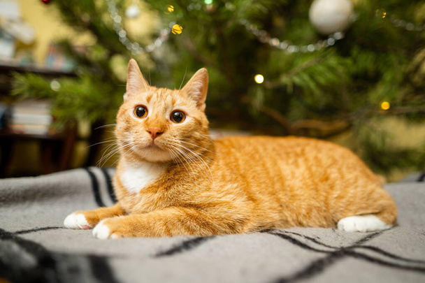 Un hermoso gato rojo-blanco se sienta en una colcha debajo del árbol de Navidad por la noche en las vacaciones de Año Nuevo. Tema para mascotas acogedora casa de Nochebuena. Gato en una manta debajo de un pino en casa. - Foto, Imagen