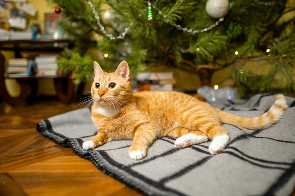 Eine schöne rot-weiße Katze sitzt am Abend des Neujahrstages auf einer Bettdecke unter dem Weihnachtsbaum. Haustier Thema gemütliche Heiligabend zu Hause. Katze auf einer Decke unter einer Kiefer zu Hause. - Foto, Bild