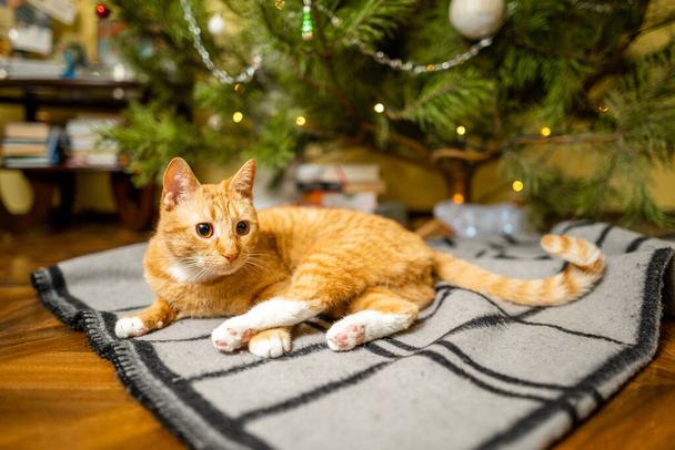 Μια όμορφη ερυθρόλευκη γάτα κάθεται σε ένα κάλυμμα κρεβατιού κάτω από το χριστουγεννιάτικο δέντρο το βράδυ στις διακοπές της Πρωτοχρονιάς. Pet θέμα ζεστό παραμονή Χριστουγέννων στο σπίτι. Γάτα σε μια κουβέρτα κάτω από ένα πεύκο στο σπίτι. - Φωτογραφία, εικόνα