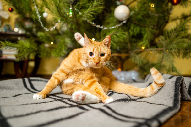 Niedliche Ingwerkatze, die sich am Abend des Neujahrstages unter dem Weihnachtsbaum vergnügt. Urlaub und Haustier-Konzept. Die kurzhaarige rote Katze liegt auf einer Decke unter dem Weihnachtsbaum. Haustier im Winterurlaub zu Hause auf Plaid. - Foto, Bild