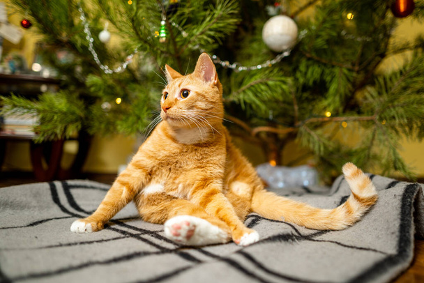 Μια όμορφη ερυθρόλευκη γάτα κάθεται σε ένα κάλυμμα κρεβατιού κάτω από το χριστουγεννιάτικο δέντρο το βράδυ στις διακοπές της Πρωτοχρονιάς. Pet θέμα ζεστό παραμονή Χριστουγέννων στο σπίτι. Γάτα σε μια κουβέρτα κάτω από ένα πεύκο στο σπίτι. - Φωτογραφία, εικόνα