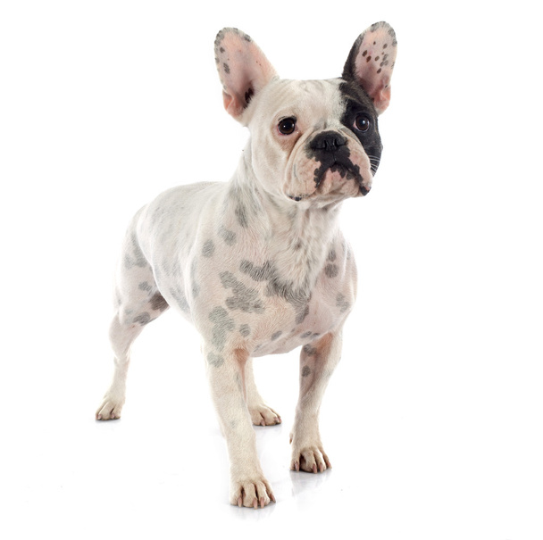 Bulldog francese
  - Foto, immagini