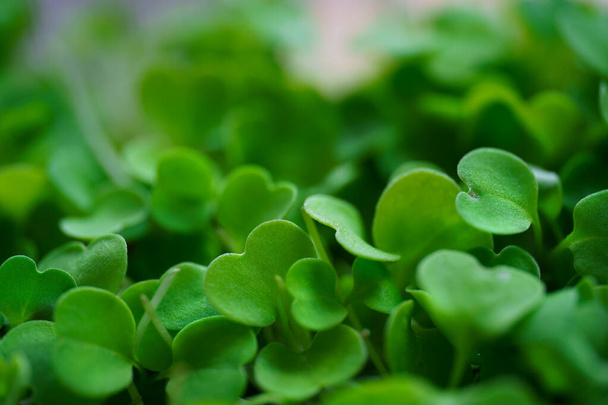 Macro photo of fresh green rucola microgreens sprouts - Photo, Image