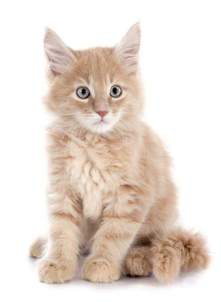 maine coon kitten - Photo, Image