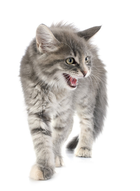 enojado maine coon gatito
 - Foto, imagen