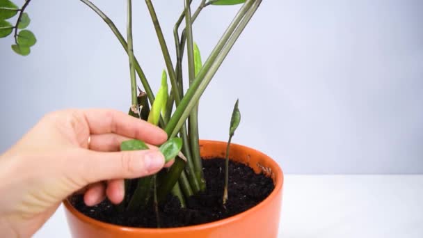 Woman's hand touches the leaves of beautiful zamioculcas home plant in an orange flowerpot. Concept of houseplants cultivation. White background. - Footage, Video