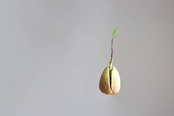 avocado sprout from a stone on a gray background. isolate. copy space - 写真・画像