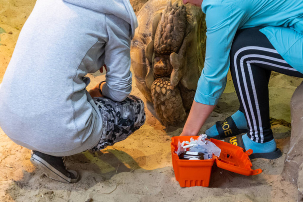 Kazan, Rusya - 15 Eylül 2021: İki kadın büyük bir kaplumbağayı tedavi ediyor. Vahşi hayvanlara insan yardımı. Hayvanların virüslere karşı aşılanması. - Fotoğraf, Görsel