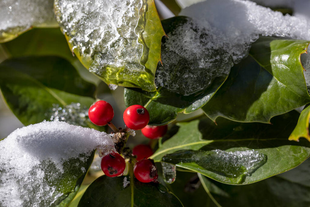 Holly tree with ice formation from snow during winter in Prescott Arizona - Photo, Image