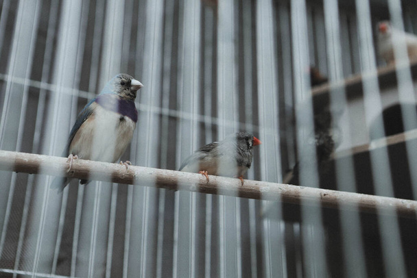 цветная птица в клетке - Фото, изображение