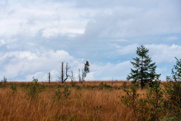 Moorlandská krajina Vysokých Fén na podzim, Belgie. - Fotografie, Obrázek