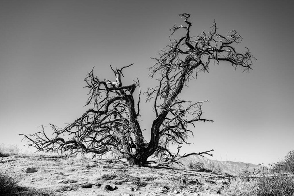 Gnarly getrockneter Baum an einem Hang im Joshua Tree Nationalpark - Foto, Bild