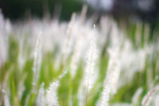 タイの熱帯の国の牧草地の噴水草の白. - 写真・画像