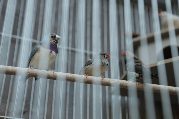 oiseau coloré dans la cage - Photo, image