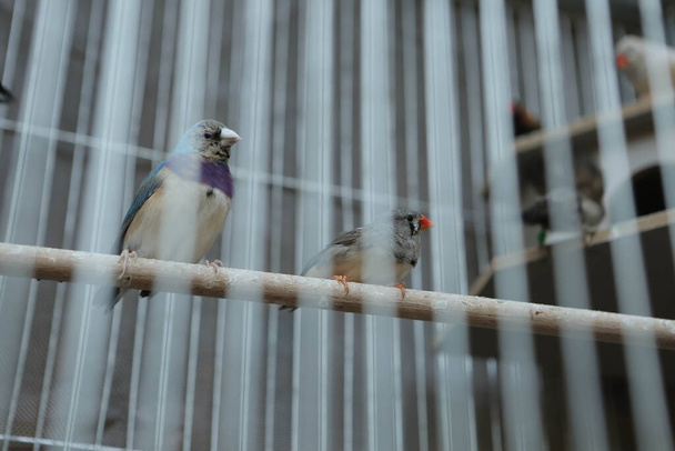 pássaro colorido na gaiola - Foto, Imagem