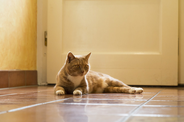 Inkivääri kissa rentouttava kotona
 - Valokuva, kuva
