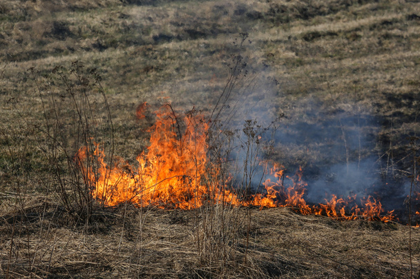 požár trávy - Fotografie, Obrázek