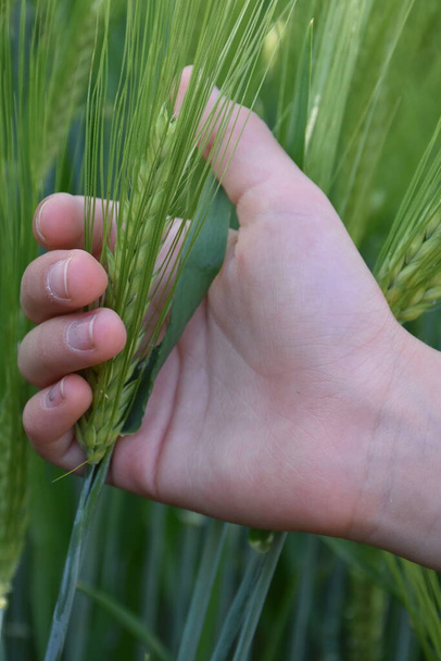 зелене пшеничне вухо в долоні
, - Фото, зображення