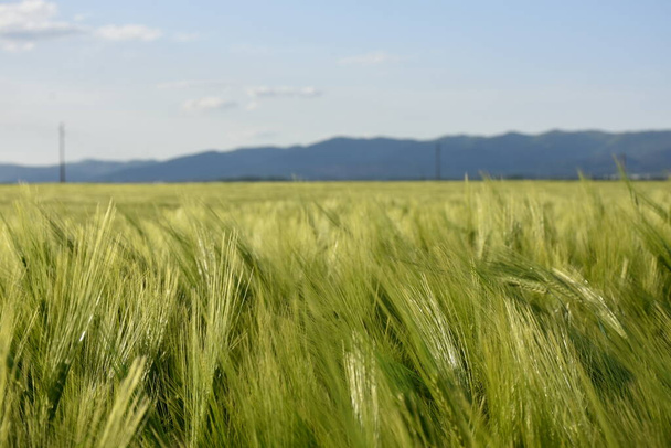Campo de trigo verde y cielo
 - Foto, imagen