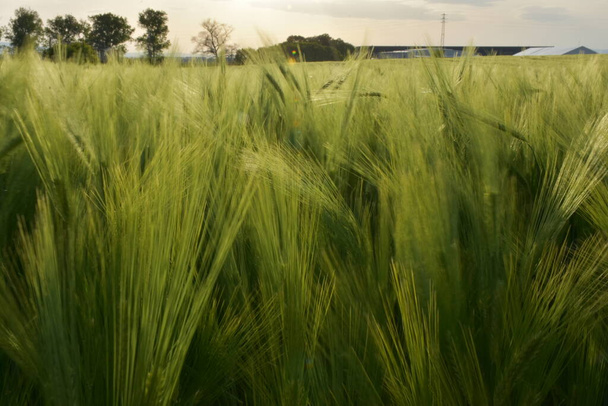 grüne Weizenfelder und Himmel - Foto, Bild