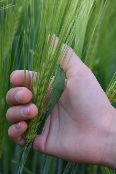 green wheat ear in the palm of your hand, - Photo, image
